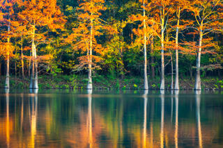 Cypress Light Reflections