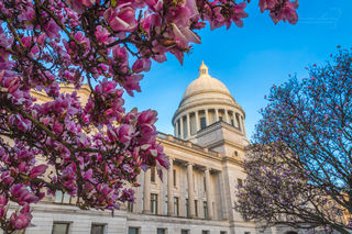 Tulip Trees at the Capitol