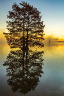 Cypress Tree Dawn