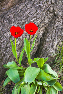 This image from Damon Shaw features a couple of red tulips at the base of an oak tree