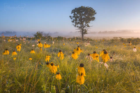 Arkansas In Spring