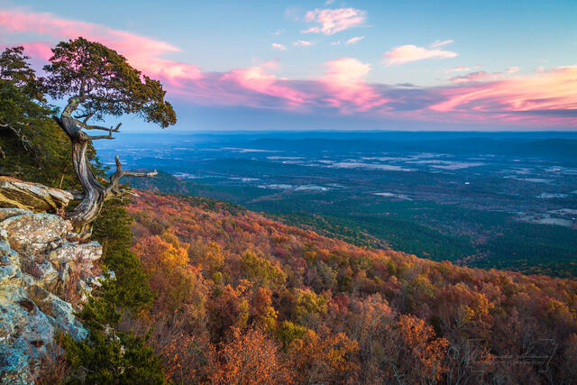 Mt Magazine Cedar print