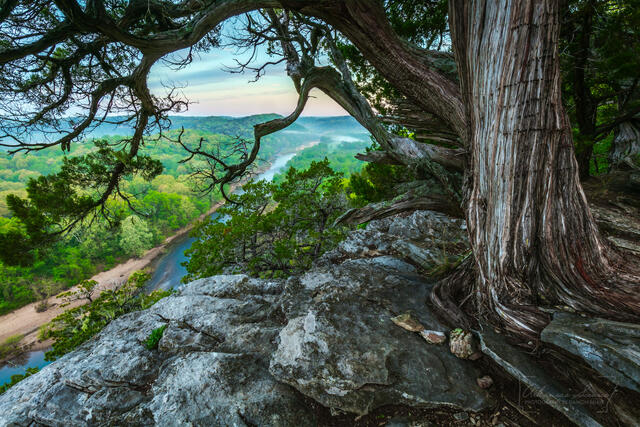 Twisted Cedar Overlook print
