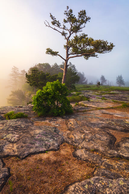 Morning Fog  print