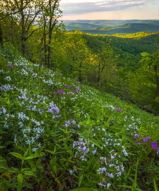 Hare Mountain Flowers print