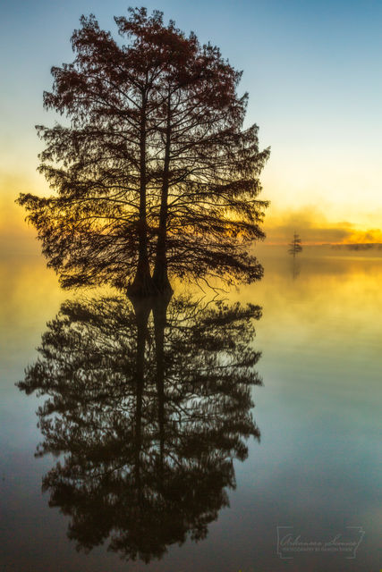 Cypress Tree Dawn print