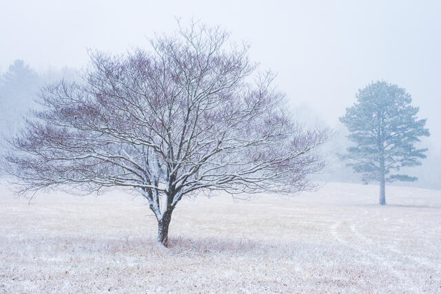 Snowy Field  print