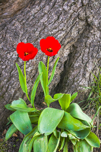 Tulips and Oak Tree print