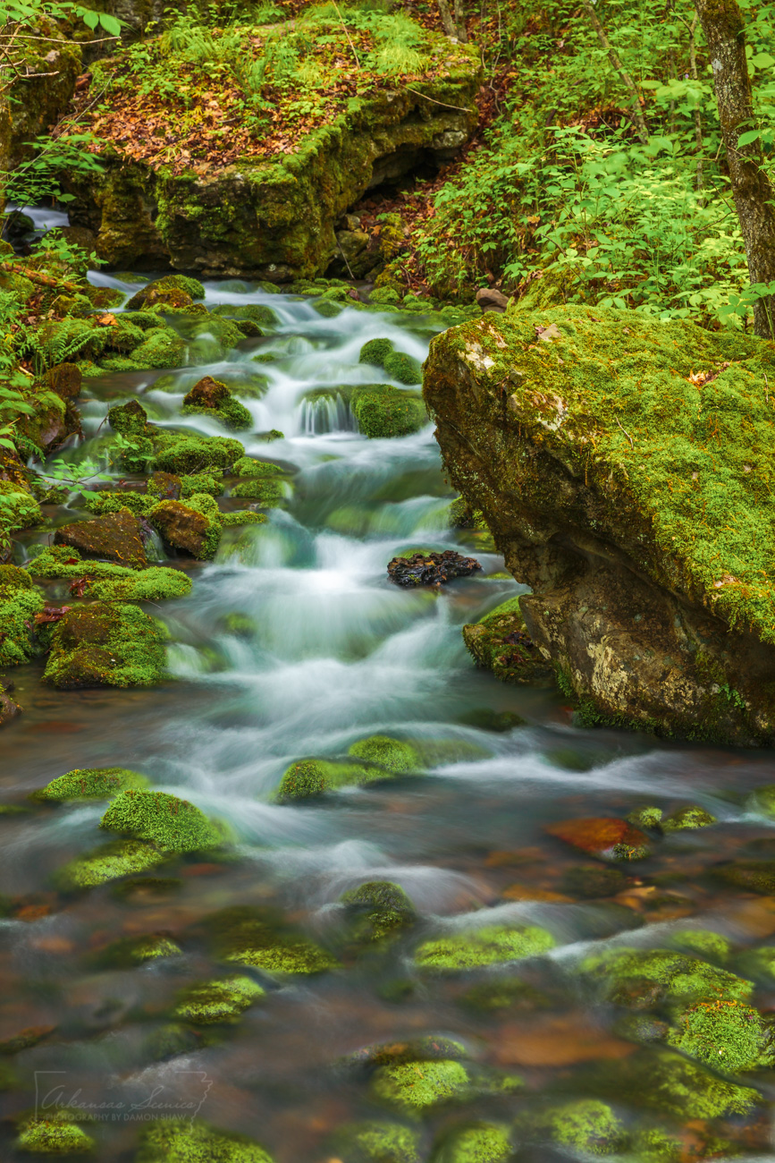 A spring flows out of Big Creek in the Ozark National Forest.