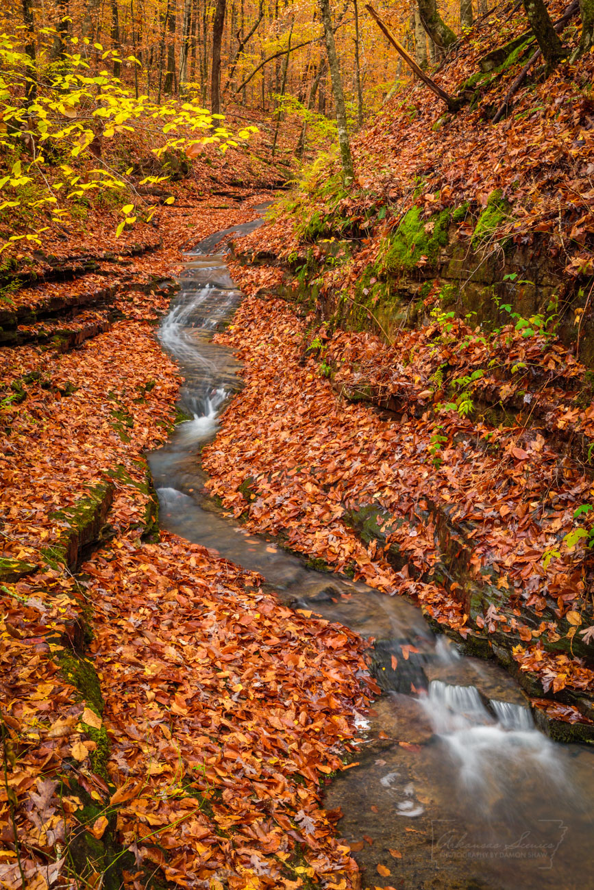 Lynn Hollow on the Ozark Highlands Trail during November.