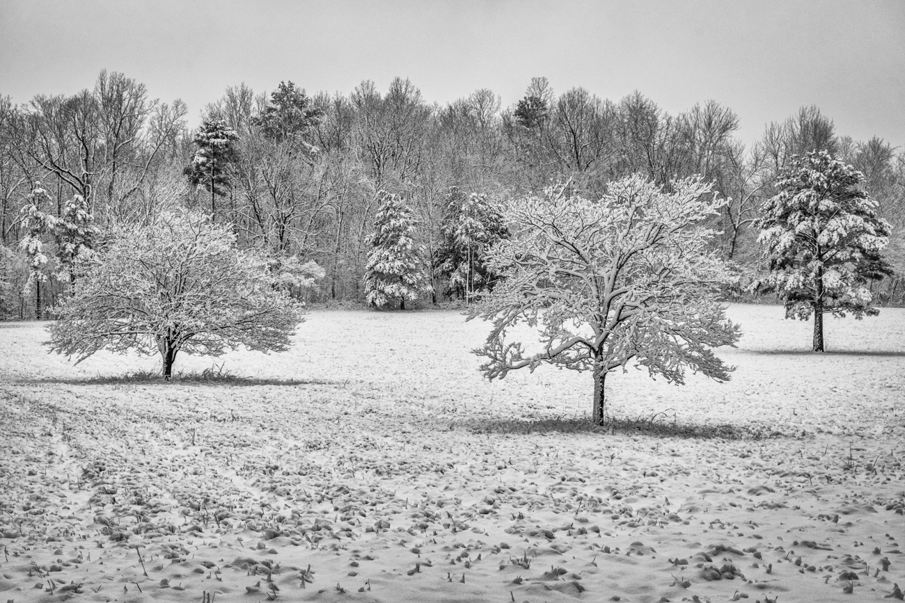 Snowy Meadow